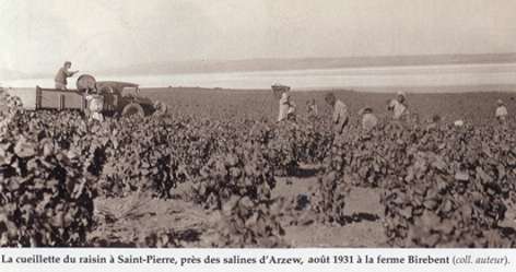 La cueillette du raisin à Saint-Pierre, près des salines d'Arzew, août 1931 à la ferme Birebent (coll. auteur). 