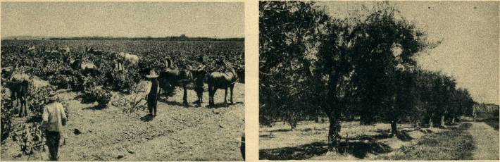 A gauche : le vignoble algérien. Travaux de scarifiage dans les vignobles de la région d'Alger. 