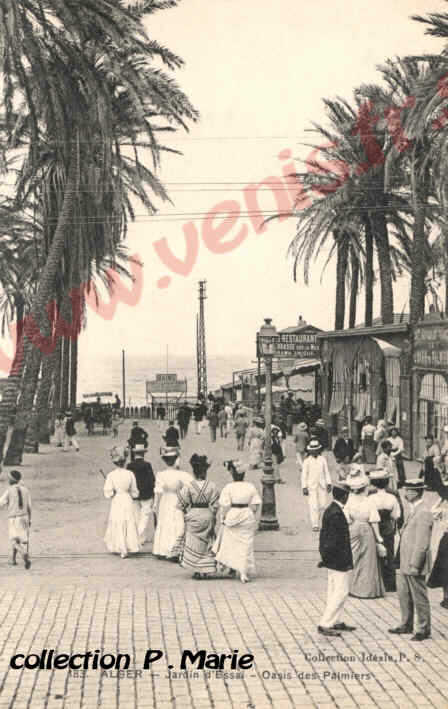 Alger: le jardin d'essai, oasis des palmiers