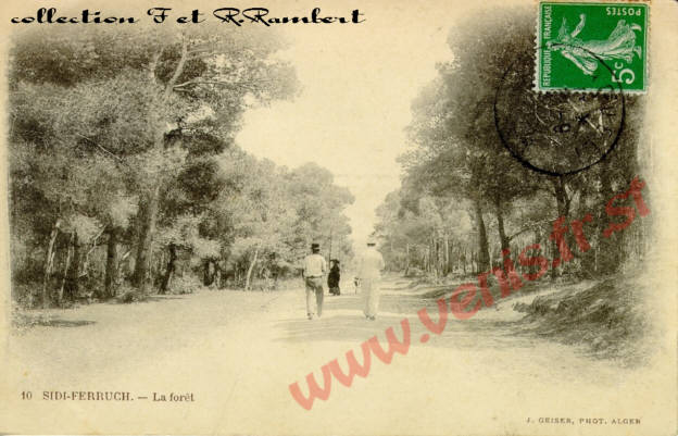10fr:Autour d'Alger : Sidi Ferruch, la forêt, 49 ko